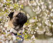 Pies mops w białych kwiatkach