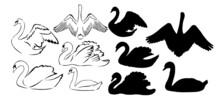 Set Of Silhouettes Of Swans. Vector Illustration