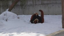Two Red Pandas Jumping And Playing On Snow