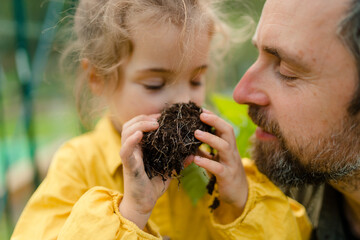 Wall Mural - Little girl smelling pepper plant with her dad, when transplanting it in eco greenhouse, learn gardening.