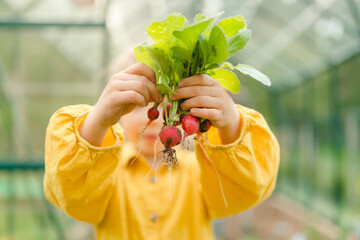 Wall Mural - Little girl harvesting organic radish in eco greenhouse in spring, sustainable lifestyle.Close up.