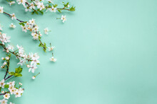 Spring Blooming Branches On Pastel Blue Background