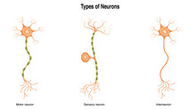 Different Types Of Neurons