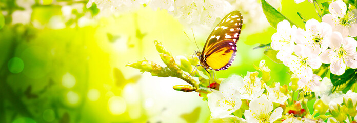 Beautiful branch of blossoming tree in spring with butterfly.