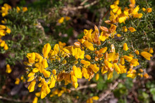 Abstract Texture Background View Of Attractive Yellow Gorse  (ulex) Blossoms And Buds, In A Scottish Meadow