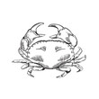 Hand drawn crab illustration in engraving style. Marine life. Vector illustration