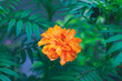 Galgota Flower | Marigold | Tagetes is a genus of annual or perennial, mostly herbaceous plants in the family Asteraceae.
