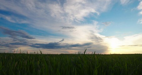 Fototapete - Agriculture. Green Field Young Wheat on Farm in Slow motion against the Background of Sunset. Landscape, Nature Blue Sky and White Clouds. Farmland. Agrarian Industry. Foodstuff. Good Crop Wheat. 