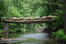 Sheeps Crossing The River On A Wooden Bridge.