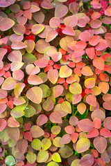 Wall Mural - bloody leaves