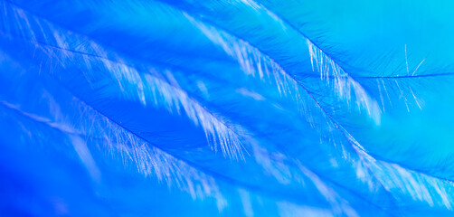 Wall Mural - Blue feather as a background.