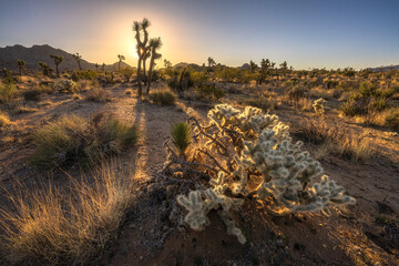 beautiful sunrise in joshua tree national park, california, usa