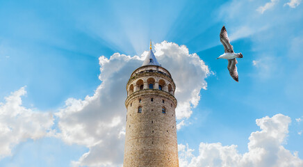 Wall Mural - White seagull bird flying over the Galata Tower - Istanbul, Turkey