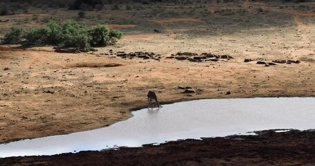 Wall Mural - A giraffe drinks water in the Tsavo East Game Reserve