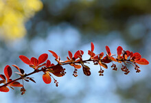Barberry Branch With Red Leaves And Buds In Spring