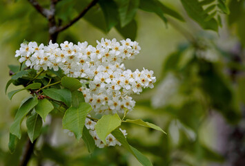 Wall Mural - Beautiful white flowers of bird cherry