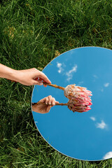 Wall Mural - nature concept - hand with artichoke flower and sky reflection in round mirror on summer field