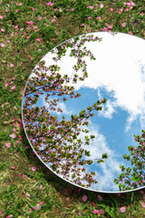 Wall Mural - nature and flora concept - close up of cherry tree blossoms reflection in round mirror on ground in spring garden