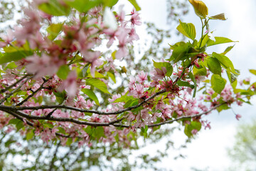 Wall Mural - nature, botany and flora concept - close up of blooming branch with cherry blossoms in spring garden