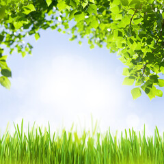 Fototapete - Tree branch with leaves in front of blue sunny sky