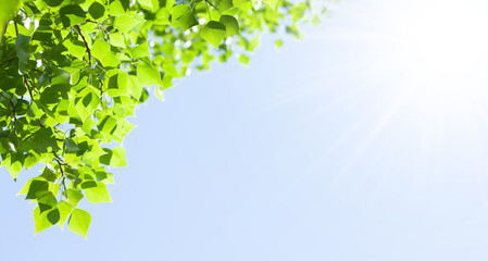 Fototapete - Tree branch with leaves in front of blue sunny sky