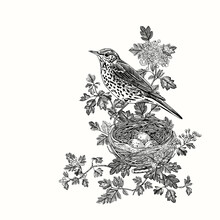 The Song Thrush Is In Hawthorn Blossom Bushes. Bird And Nest. Vector Vintage Classic Composition. Black And White