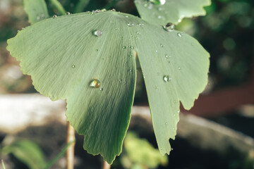 Aufkleber - Close up of green  leaf Ginkgo on a Ginkgo Biloba little tree. Macro photography view.