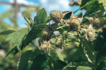 Poster - Close up of beautiful fresh green raspberries on a raspberry bush, on a sky back. Background fresh's young berries. Macro photography view.