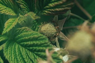 Poster - Close up of beautiful fresh green raspberries on a raspberry bush, on a farm. Background fresh's young berries. Macro photography view.