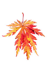Wall Mural - japanese maple leaf in an autumn fall colour of vibrant red orange and yellow cut out and isolated o