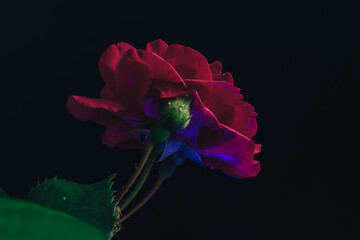 Poster - Beautiful young fresh roses. Black background. Close up of a one of red rosesin.