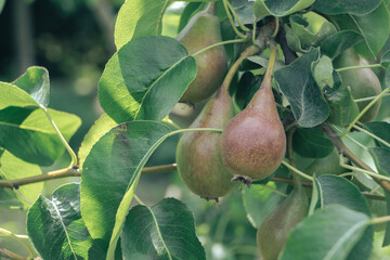 Poster - Small young fresh pears growing on a tree background.