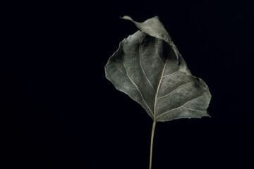 Aufkleber - Beautiful faded old one leaf o a black. Minimalism autumn style concept. Background pattern for design.