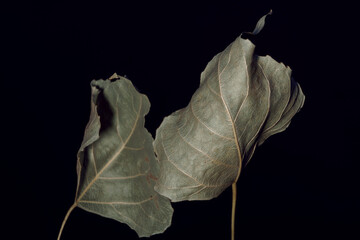 Aufkleber - Beautiful faded old one leaf o a black. Minimalism autumn style concept. Background pattern for design.