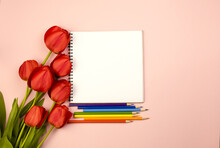 Red Bright Tulips On A Pink Background With An Empty Notebook And Multi-colored Pencils At The Bottom. Back To School. Business And Education Concept.