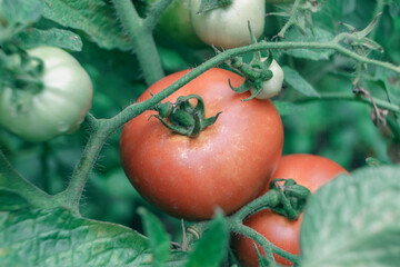 Poster - Beautiful fresh tomatoes flowering bush. Close up of a bush of red tomato. Natural background, large bush.