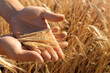 © Leka - ripe ears of wheat in hands, grain harvest