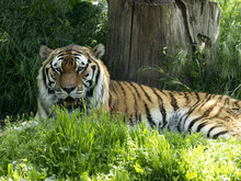 The Large Male Amur Tiger, Panthera Tigris Altaica, Is Resting In The Grass.