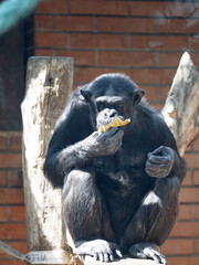 Wall Mural - The African Chimpanzee, Pan troglodytes, sits on a trunk and eats fruit.