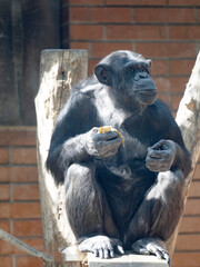 Wall Mural - The African Chimpanzee, Pan troglodytes, sits on a trunk and eats fruit.