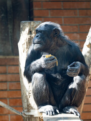 Wall Mural - The African Chimpanzee, Pan troglodytes, sits on a trunk and eats fruit.