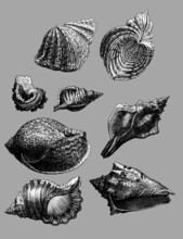 Set Of Seashells, Different Types Like Gastropods, Bivalves, Tusk Shells, Mollusks, Cockles, Clams And Scallops, Also Murex And Turbo Shaped Shells And Nautilus Shells.. 