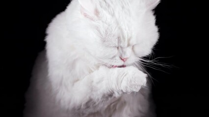 Wall Mural - Sweet white cat washes, licks his paw and rubs muzzle. Studio footage. Charming domestic kitty poses on black wall background.