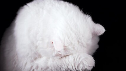 Poster - Sweet white cat washes, licks his paw and rubs muzzle. Studio footage. Charming domestic kitty poses on black wall background.