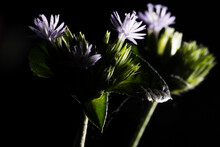 Flor Pequena E Roxa Em Meio A Folhas Verdes Com Fundo Escuro.