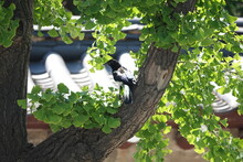 Magpie On The Tree