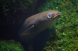 European eel (Anguilla anguilla).