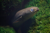 Fototapeta Dmuchawce - European eel (Anguilla anguilla).