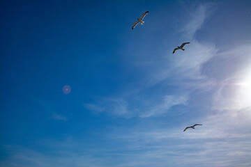 Wall Mural - Seagulls