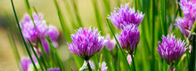 Violet Wild Onion Allium Flowers In The Sun. Blooming Wild Spring Plants. Gardening And Floriculture.